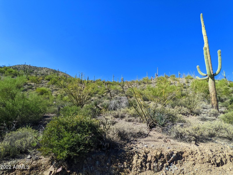 007_Saguaro Studded Hills