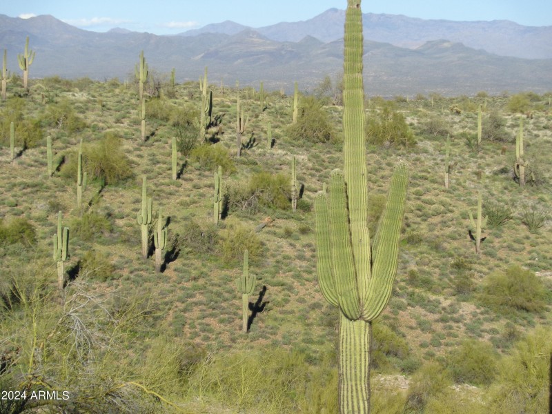 Saguaros behind lot