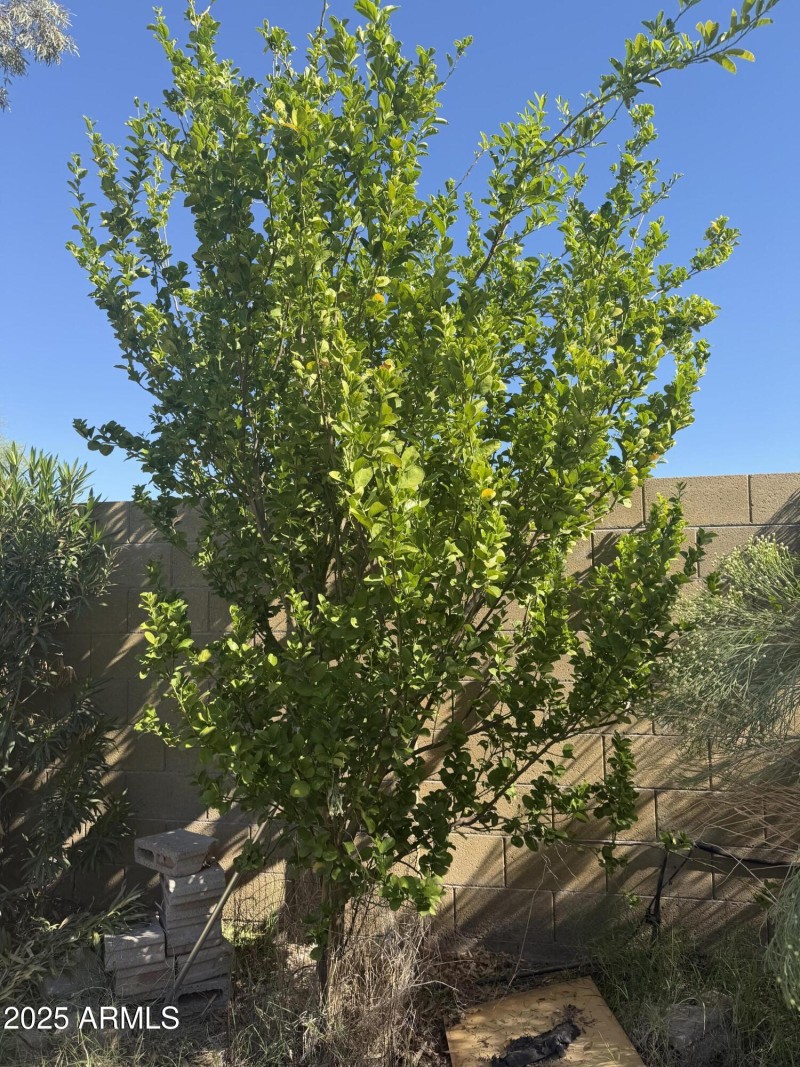 Fruit trees! Pomegranate, fig & lime