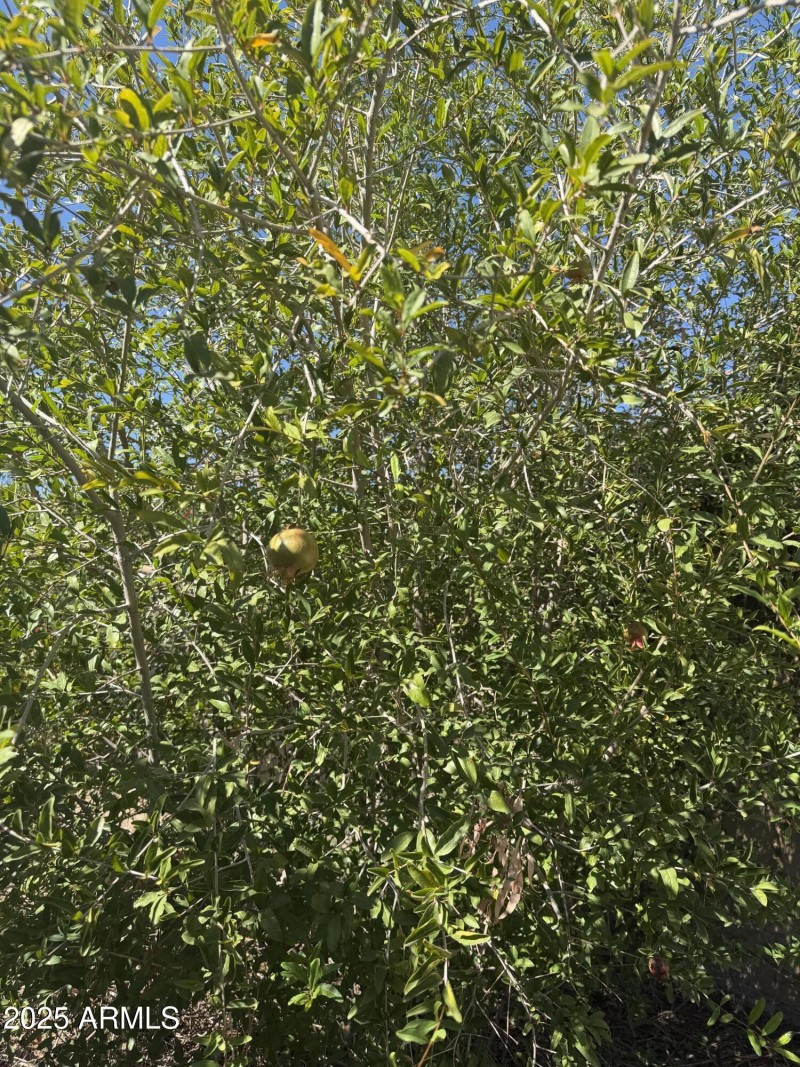 Fruit trees! Pomegranate, fig & lime