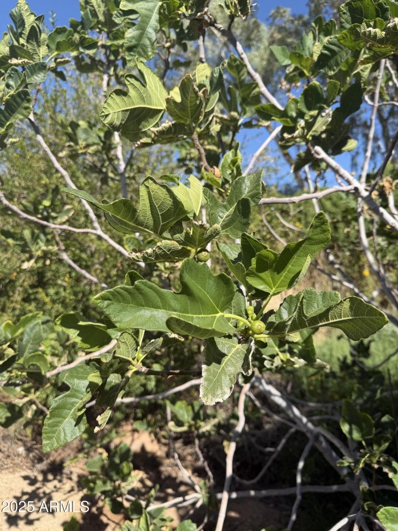 Fruit trees! Pomegranate, fig & lime