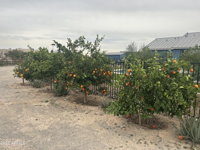 TT Citrus Trees
