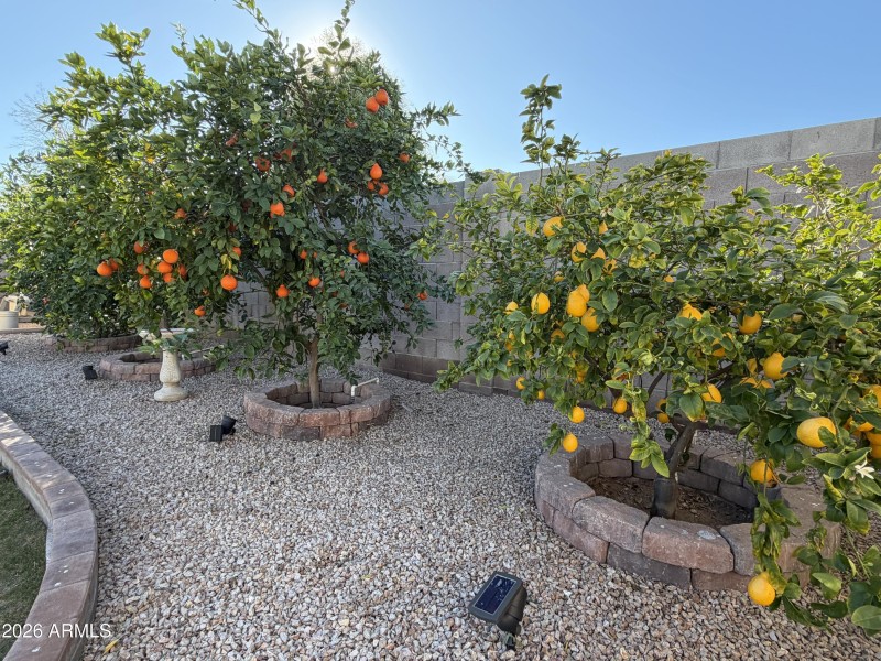 Citrus trees