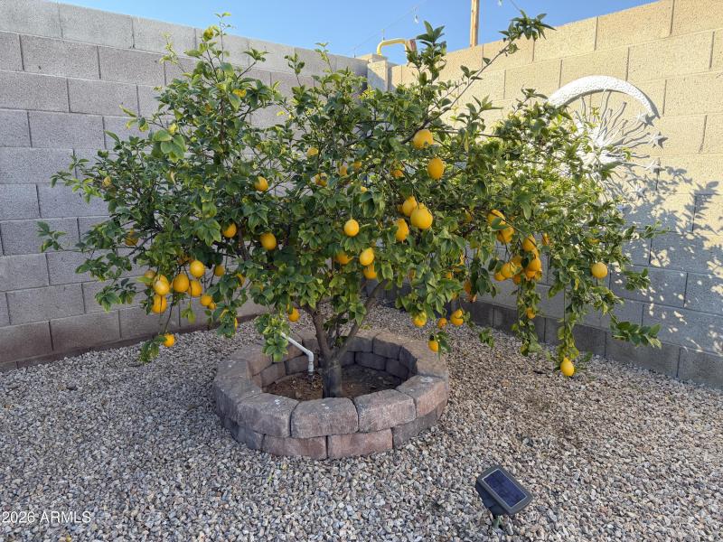 Lemon tree