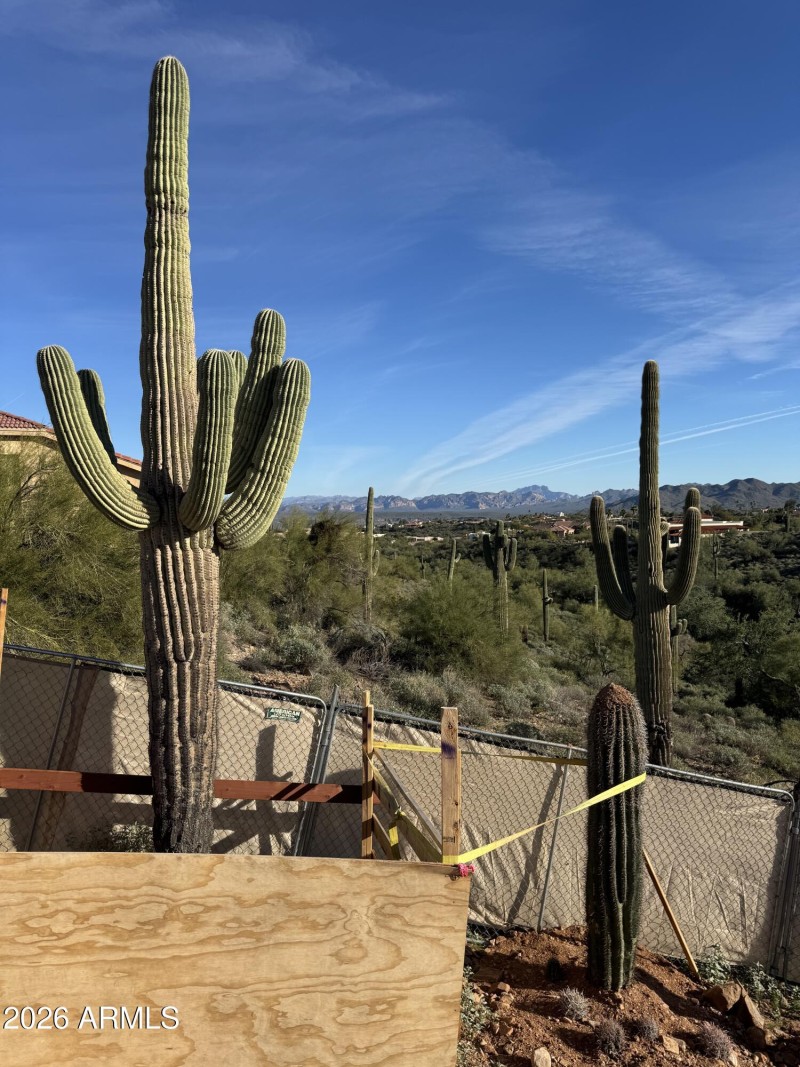 Saguaros