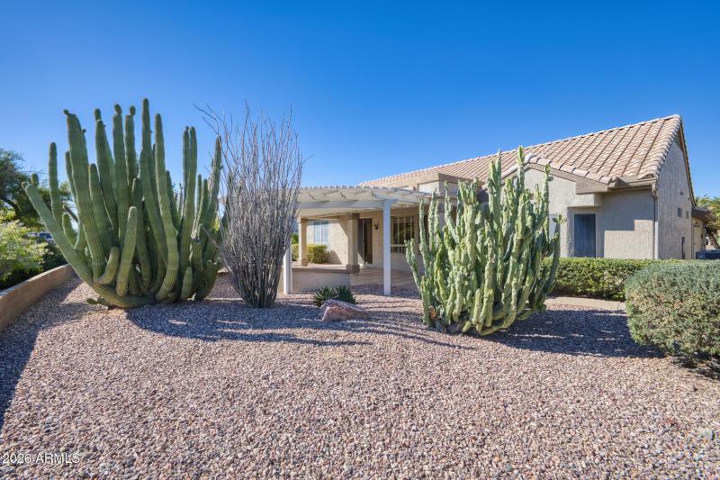 Low Maintenance Cactus