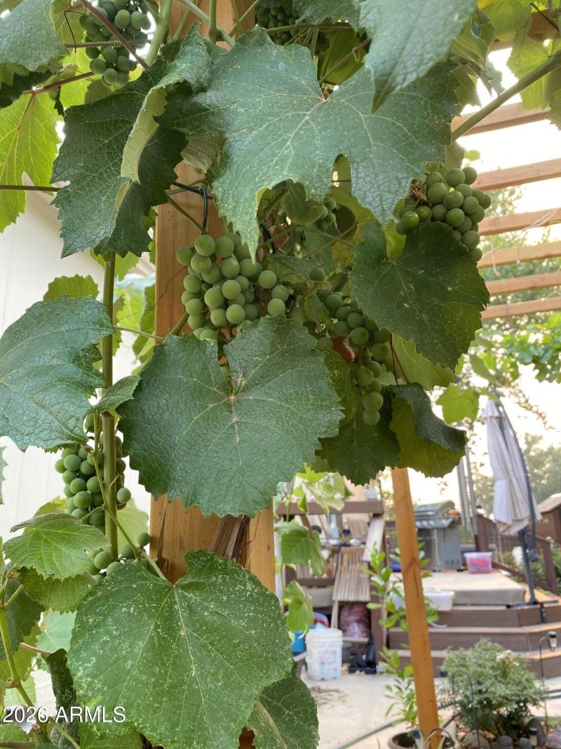 Sparkling Grape vines