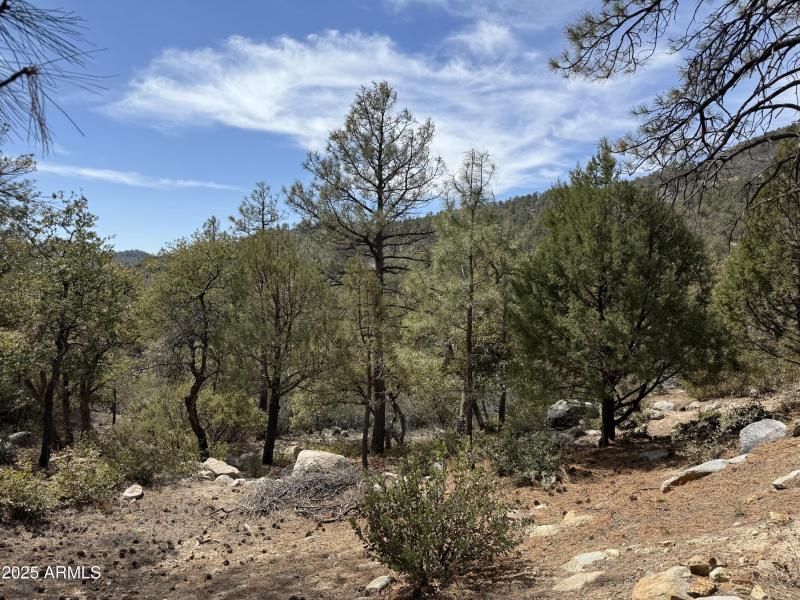 Tall pines & mountain views