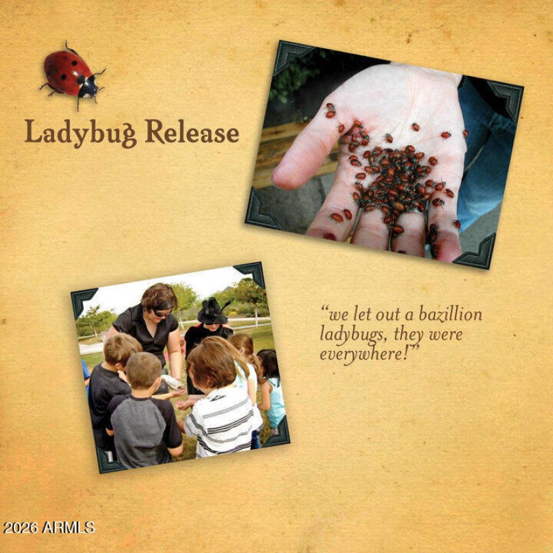 Ladybug Release