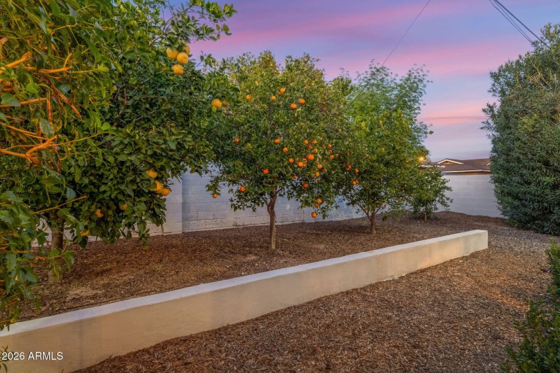Citrus Trees