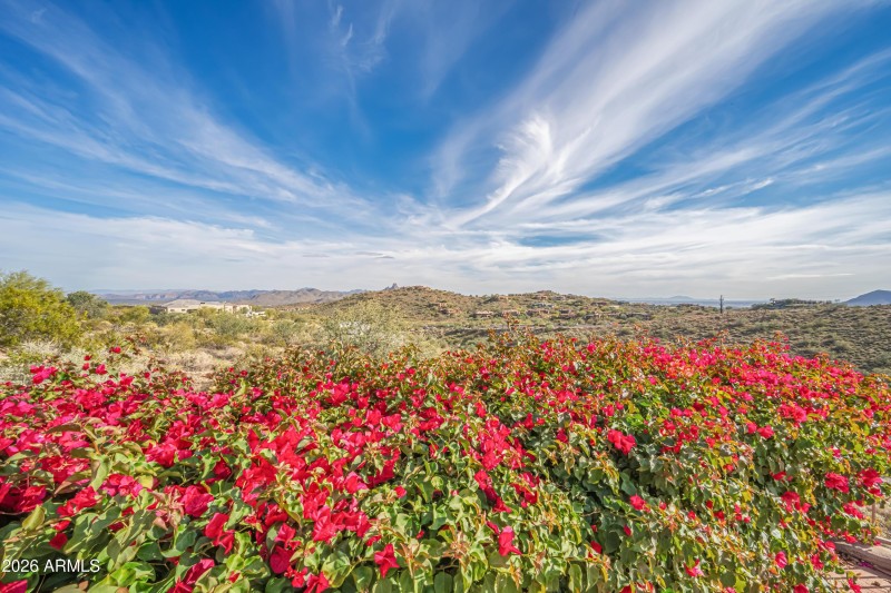 Blooming Bougaivillea!
