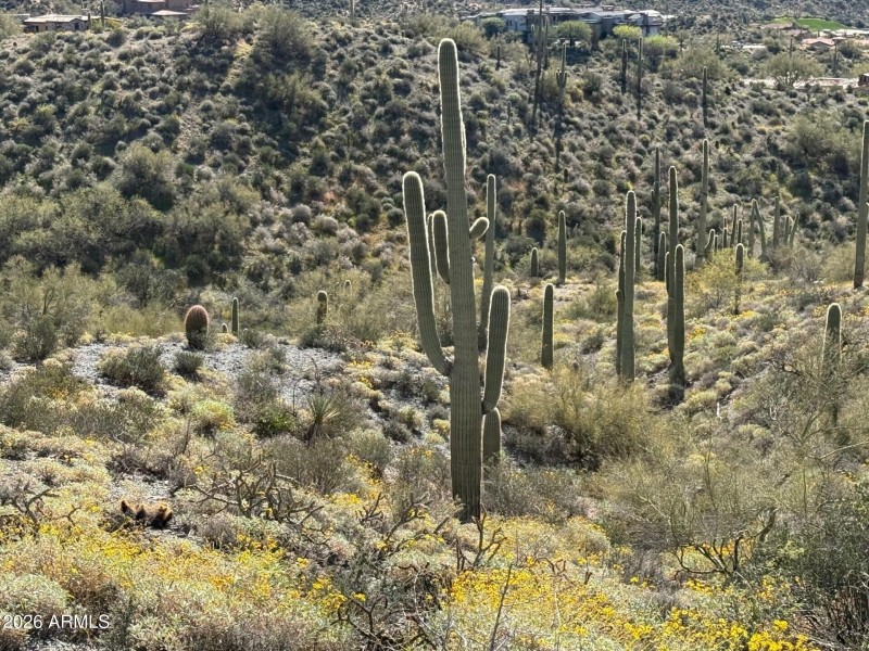 10 acres of sonoran beauty