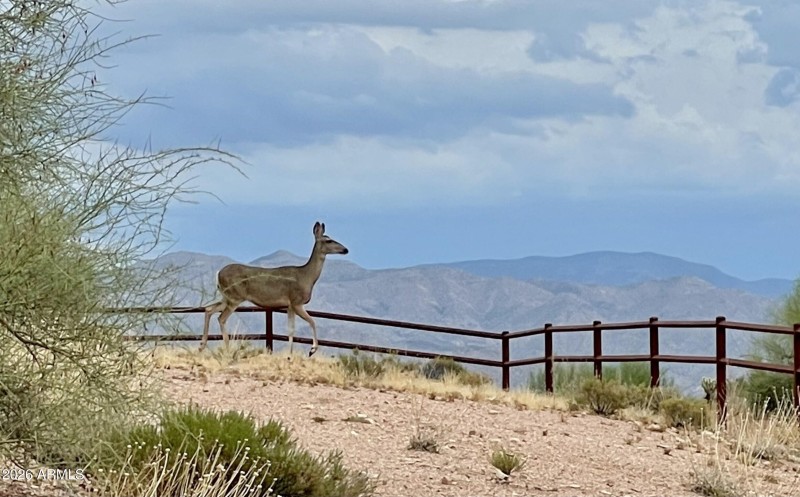 Desert Wildlife
