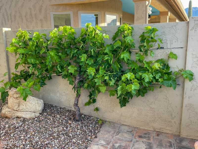 Grapevine Full Bloom