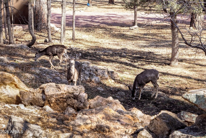 026_photo26_2067_verde_rd._happy_jack_br