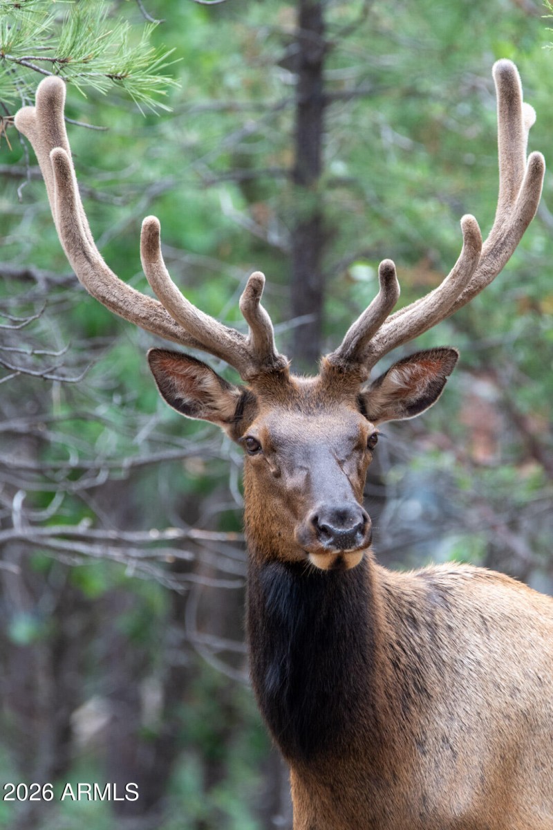 HJ Velvet Antler