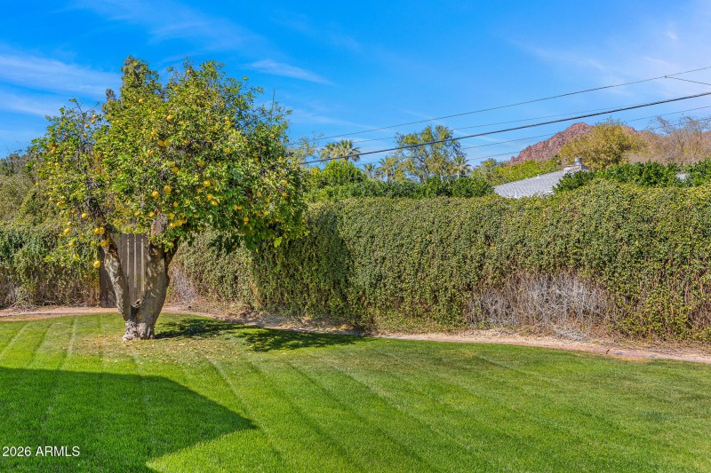 citrus trees and mountain views