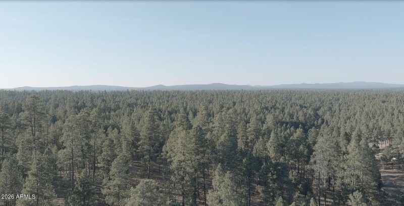 Largest Ponderosa Pine Forest!