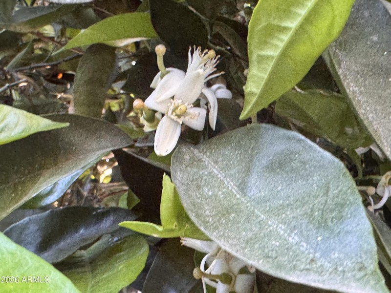 Orange blossoms smell so good
