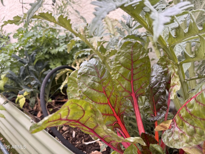 Home organic vegetable garden