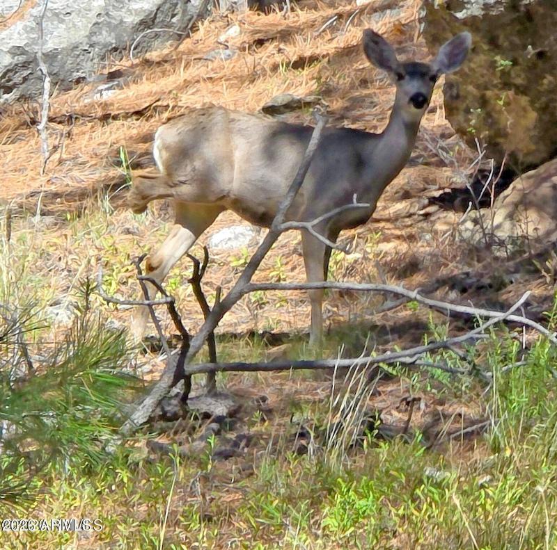 Deer seen in area