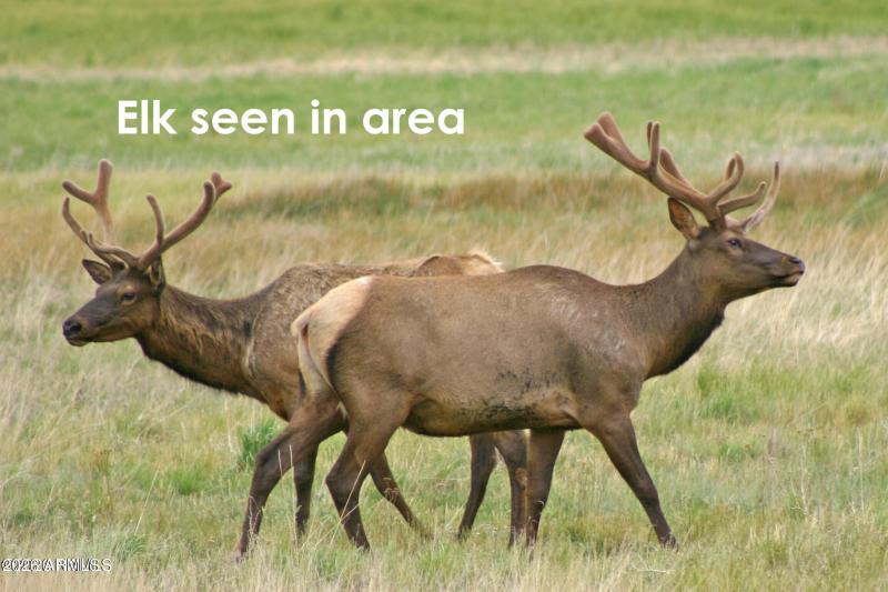 Elk seen in area