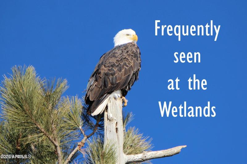 Bald Eagle seen in area