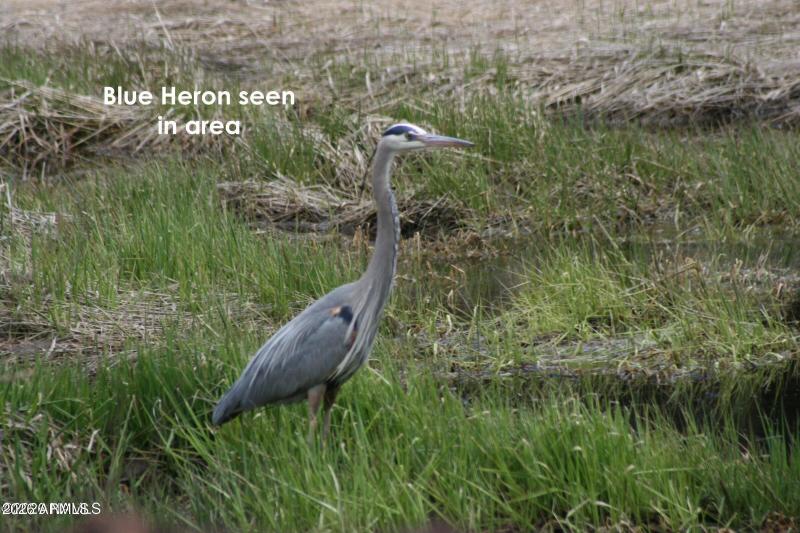 Blue Heron Seen in Area