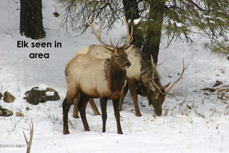 Elk seen in area