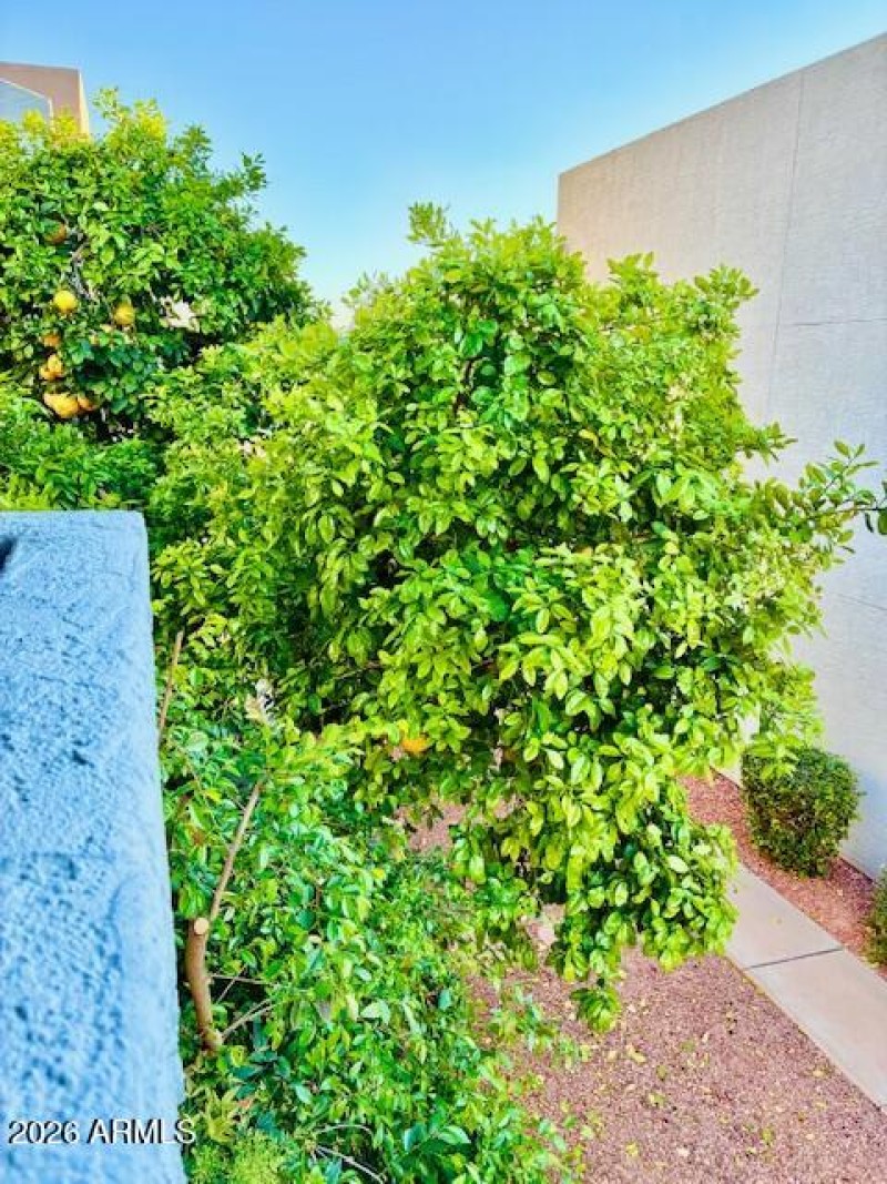 Citrus Outside Your Door