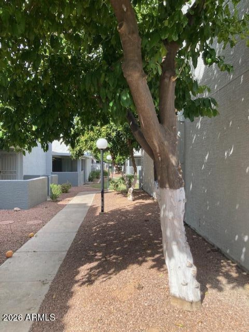 Community Citrus Trees