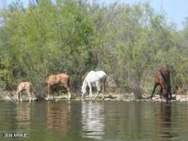 Salt River Wild Horses