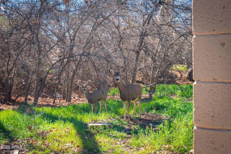 22-web-or-mls-3775-e-sycamore-ln