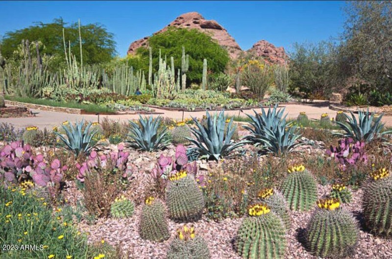 Desert Botanical Gardens