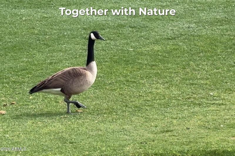 POINTE GEESE 2 - LABELED