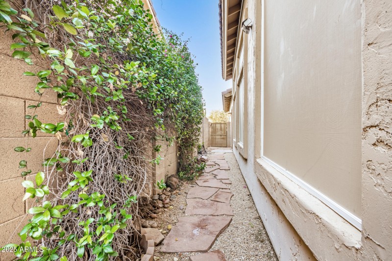 14 - Desert Marigold