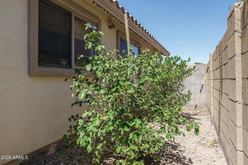31) CITRUS TREES_SIDE OF HOME