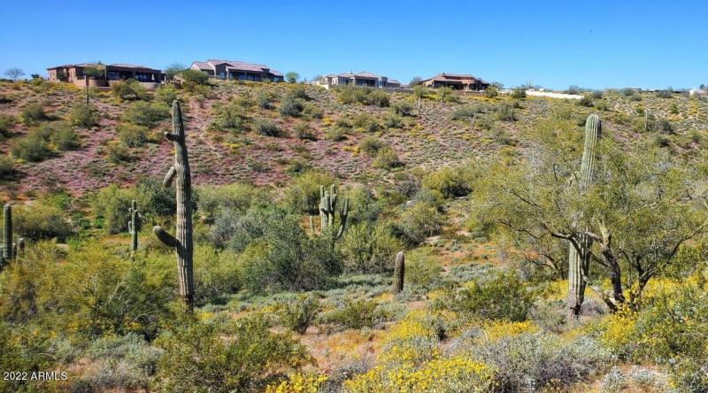 Saguaros next to wash