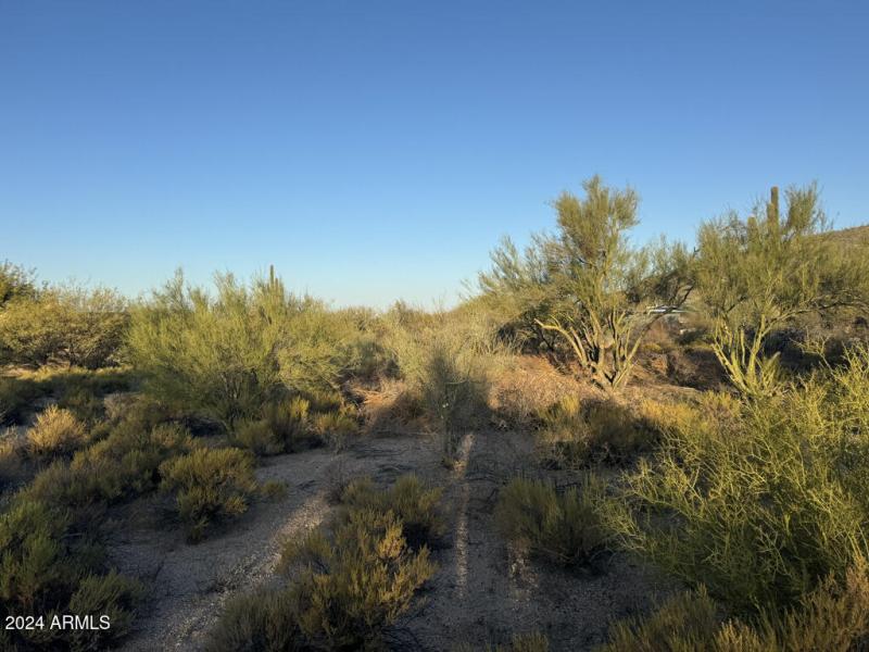 003_GQ 6- Lush Vegitation onsite