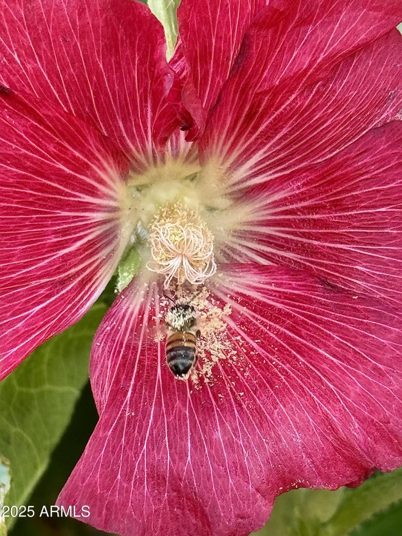 Hollyhock w Bee