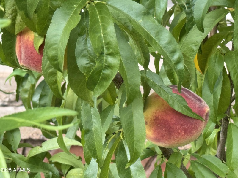 Delicious Peaches