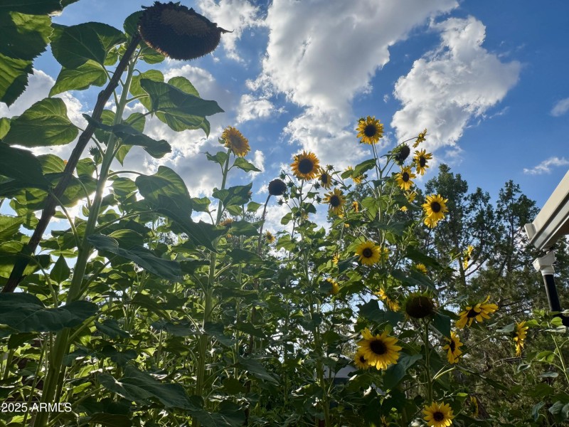 Giant Sunflowers Tower over Roof