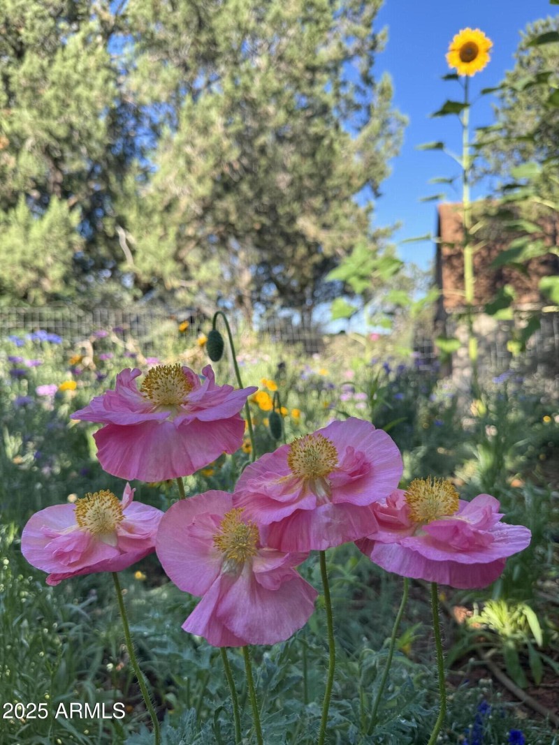 Pink Poppies