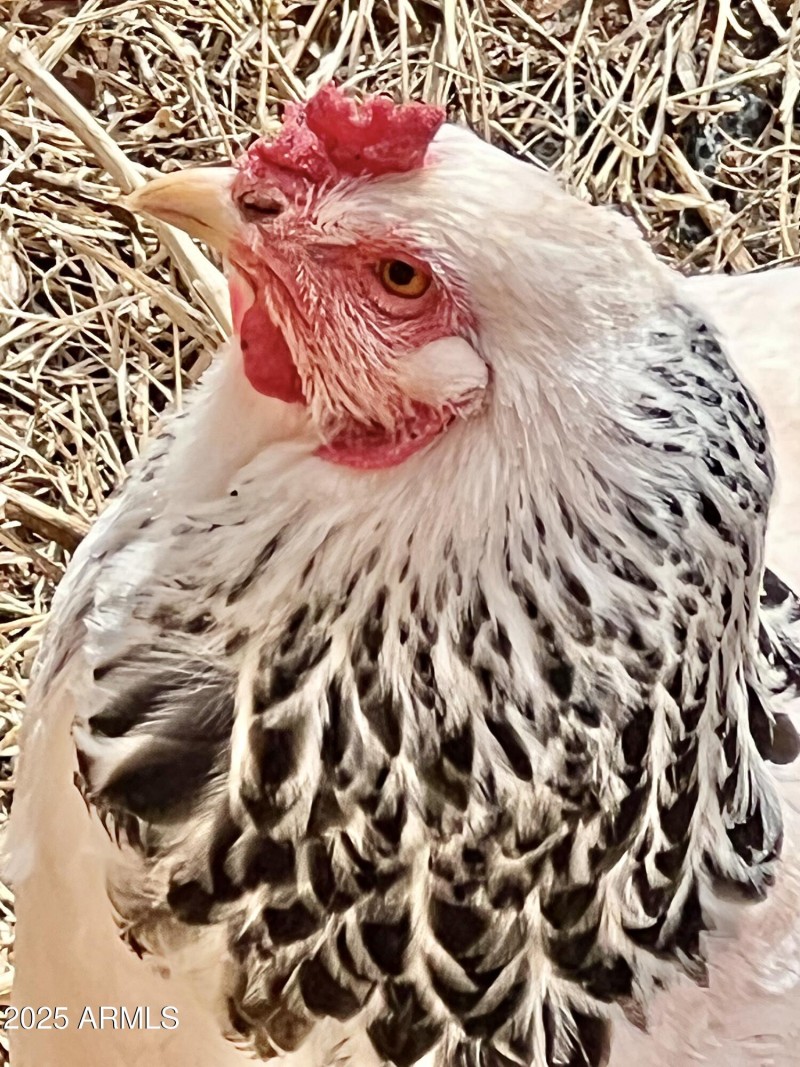 Miss Mighty Muffin CU