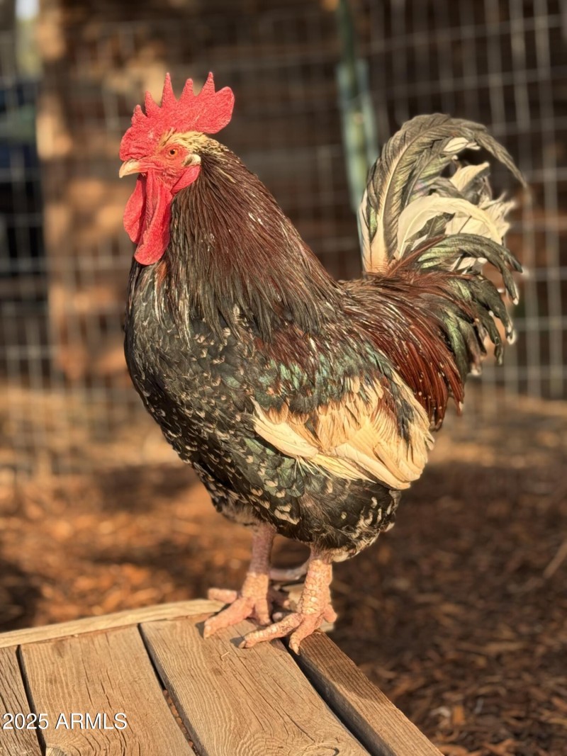 Mr Dandy Man aka "Dandy"