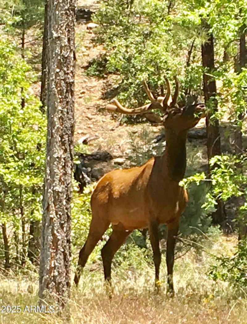 ELK IN THE FOREST