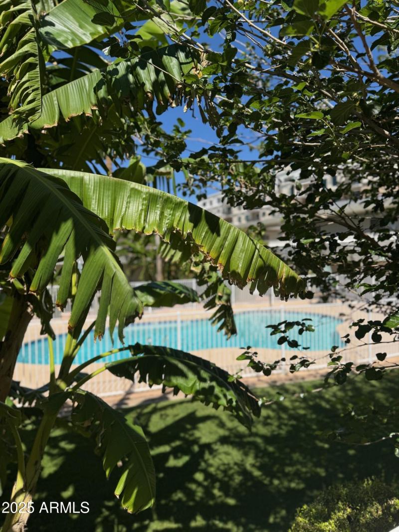 Lush Landscaping