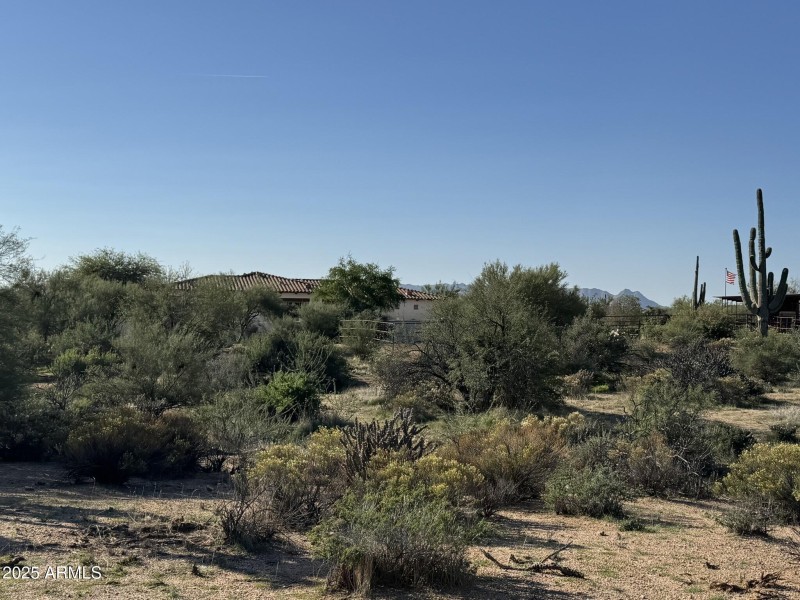 Natural Desert Vegetation