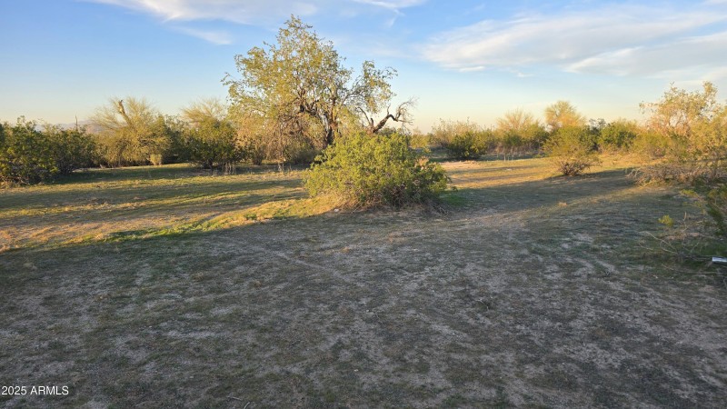 Pampa Grass Lot 72