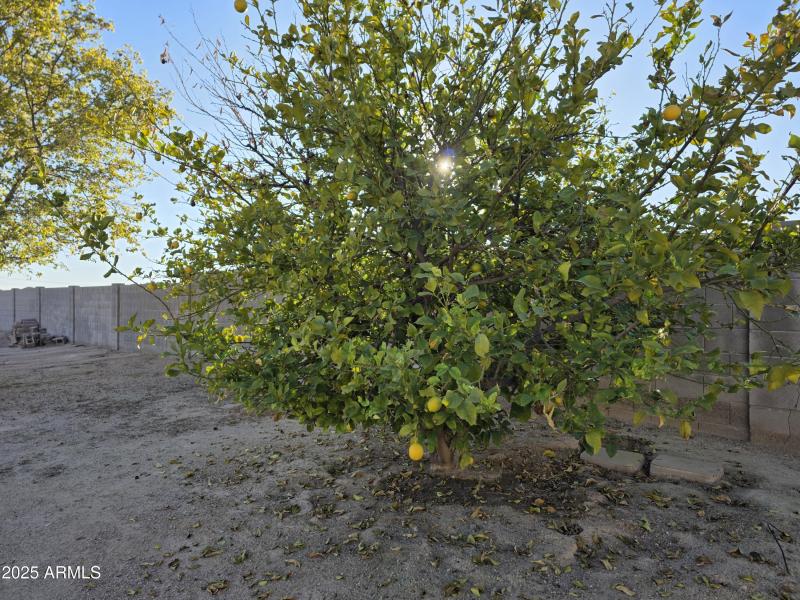 Lemon Tree